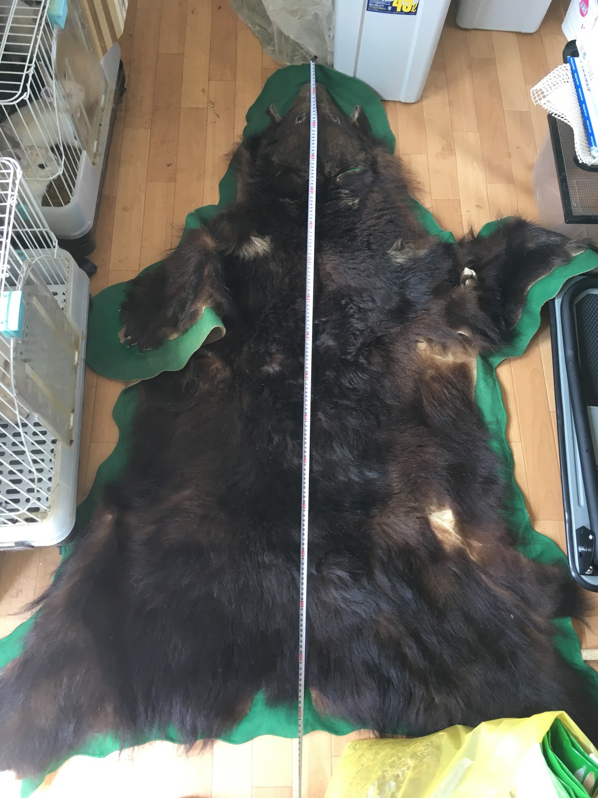 田舎の蛇屋blog もっと強い蛇を探して ついに入荷