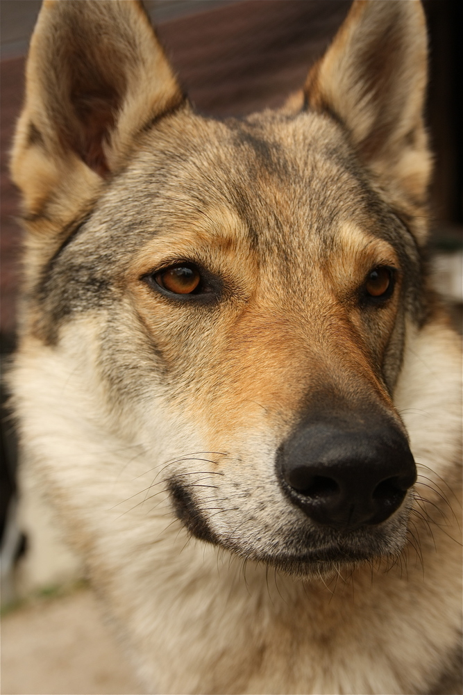 All Photos Gallery Funny Dog Wallpaper Dogs Wallpapers