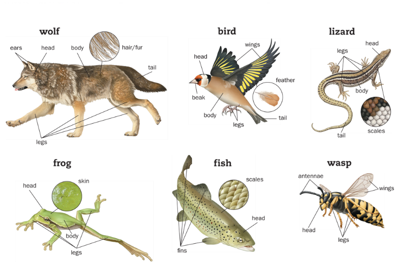 The Scientikids 2019 "Animals" BODY PARTS. Learn and play