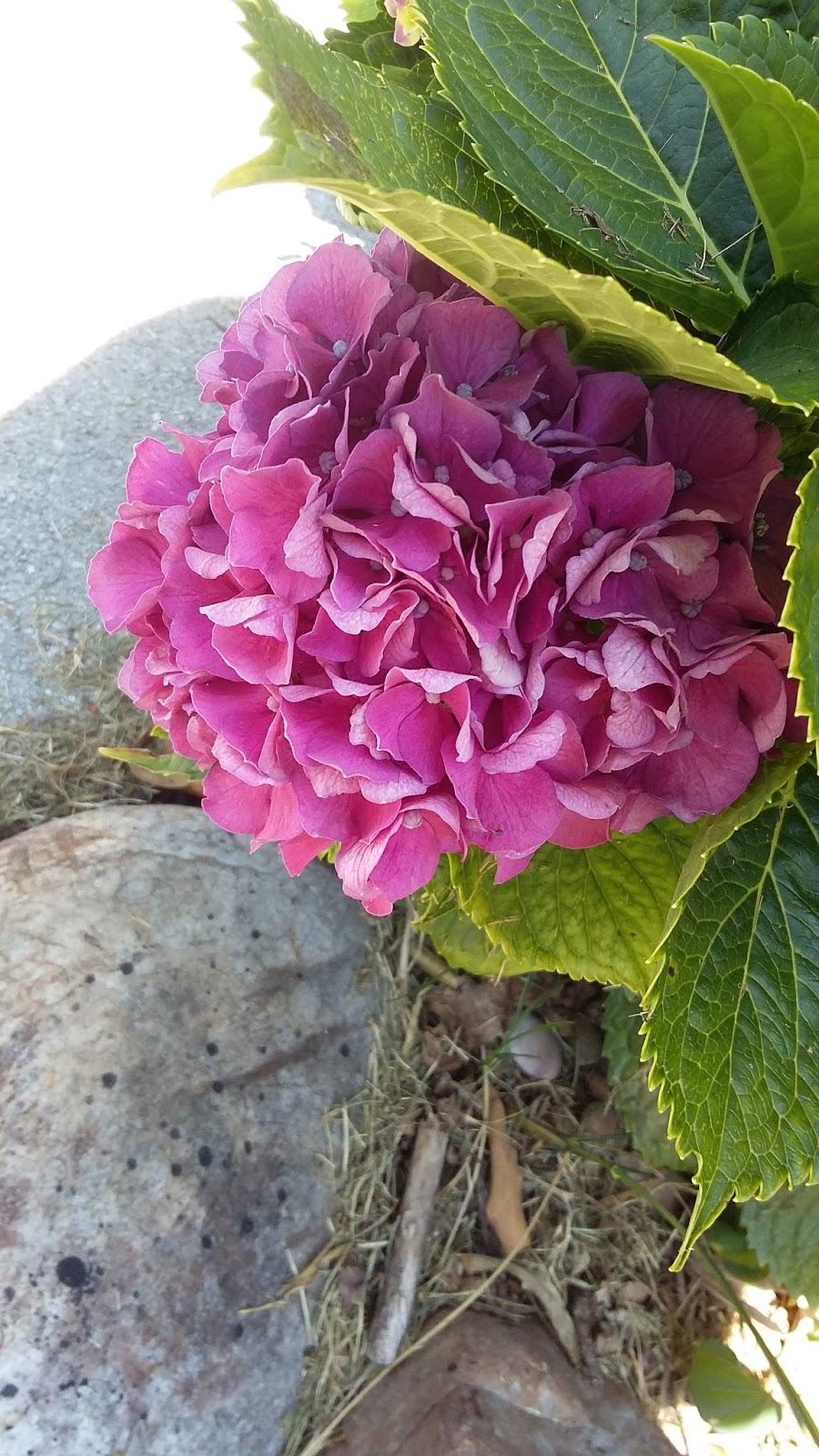 Alice Jean S Flower Of The Season Hydrangea