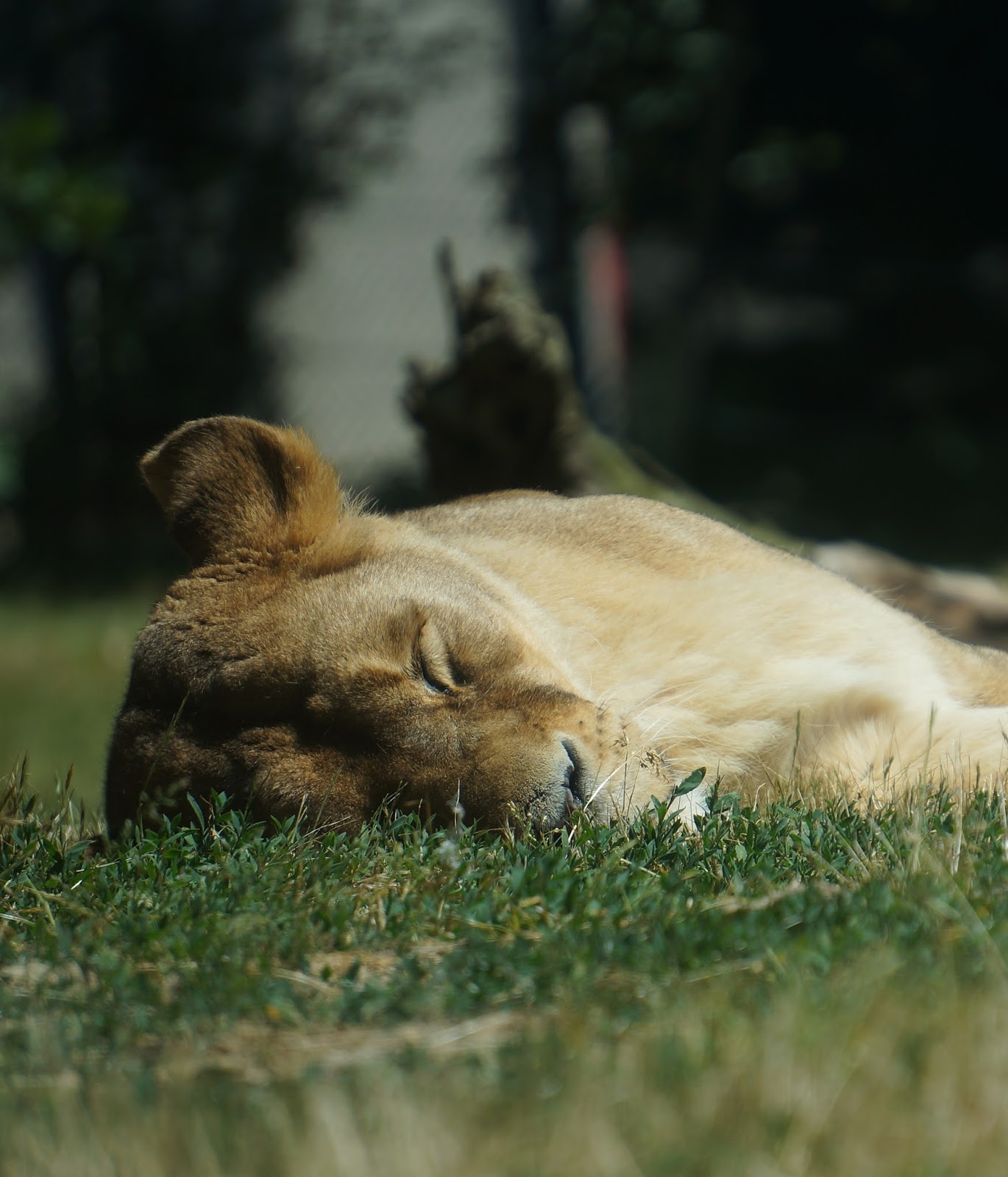Picture of a lioness sleeping. Picture of a lioness sleeping.