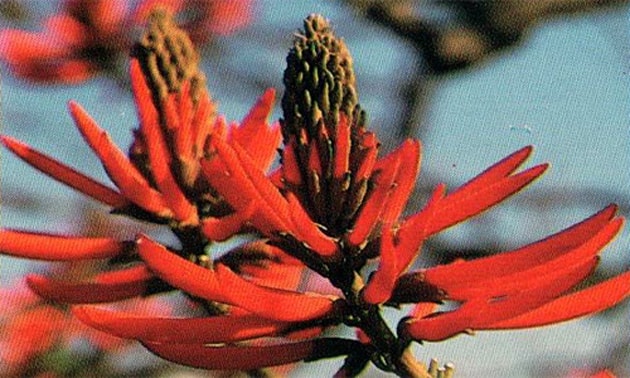 Mulungu (Erythrina mulungu). Mulungu (Erythrina mulungu).