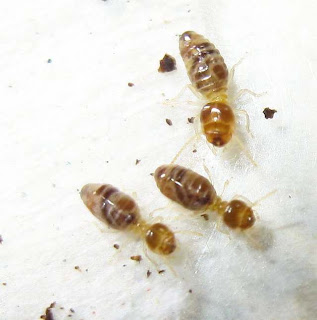 Major and minor workers of Bulbitermes termites