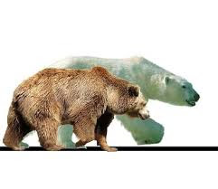 oso de 3 metros