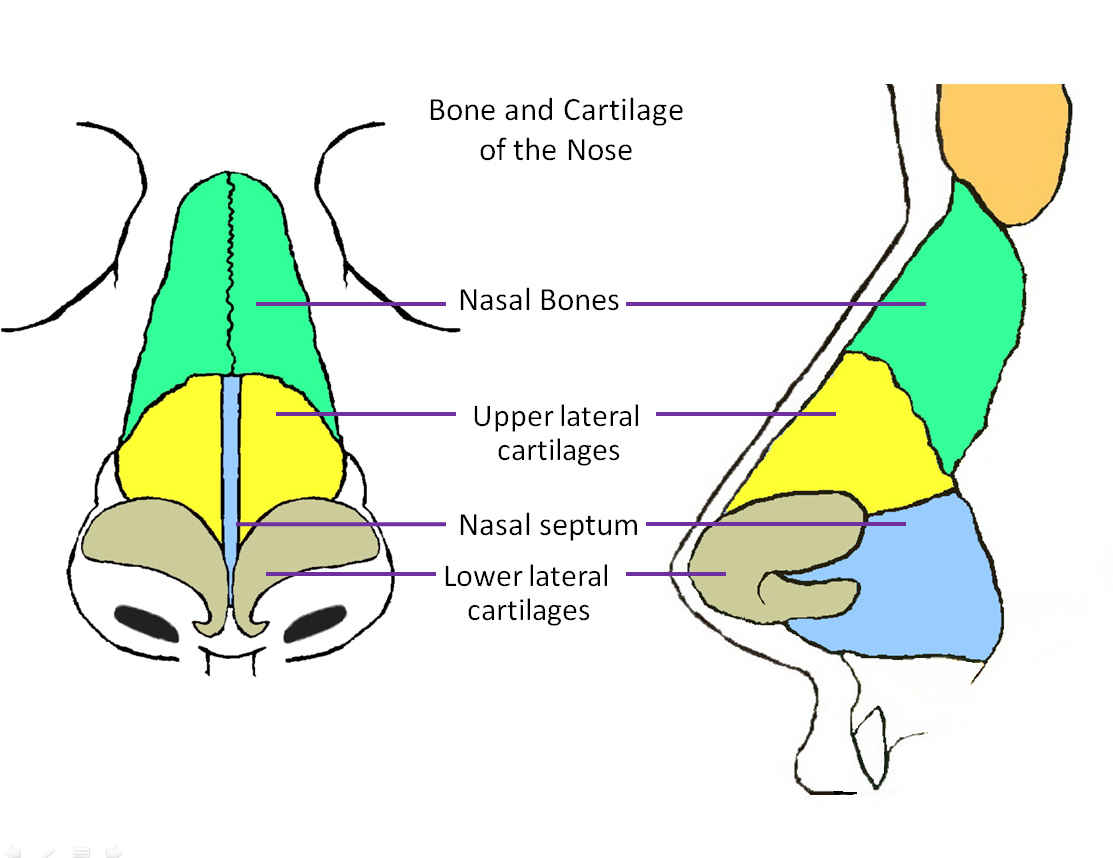 Structure Of The Nose Anatomy