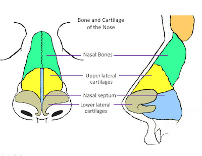 Nose Diagram with label