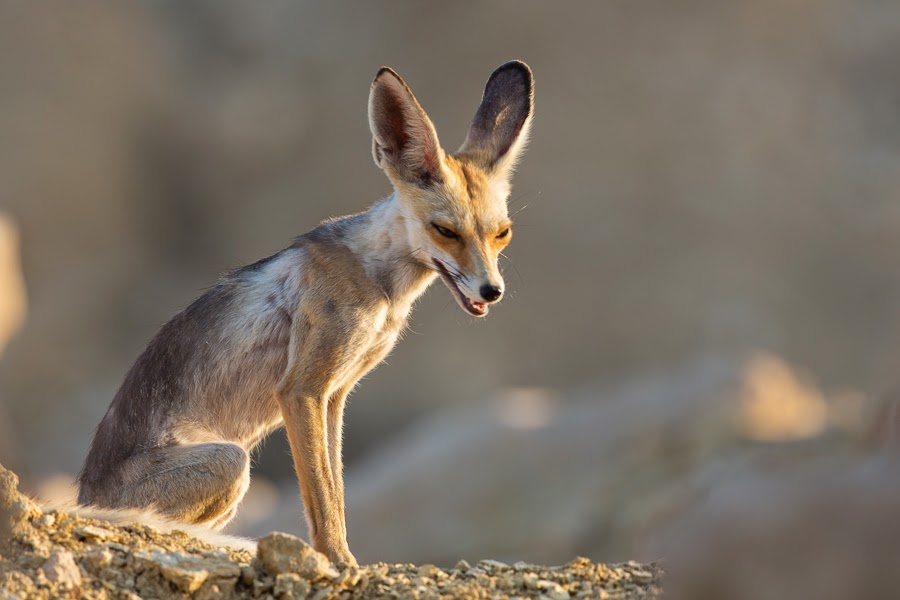 birds-of-saudi-arabia-arabian-red-foxes-dhahran-hills