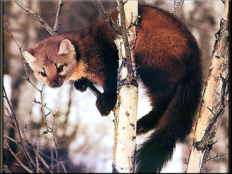 Wallpaper Collections mink wallpapers