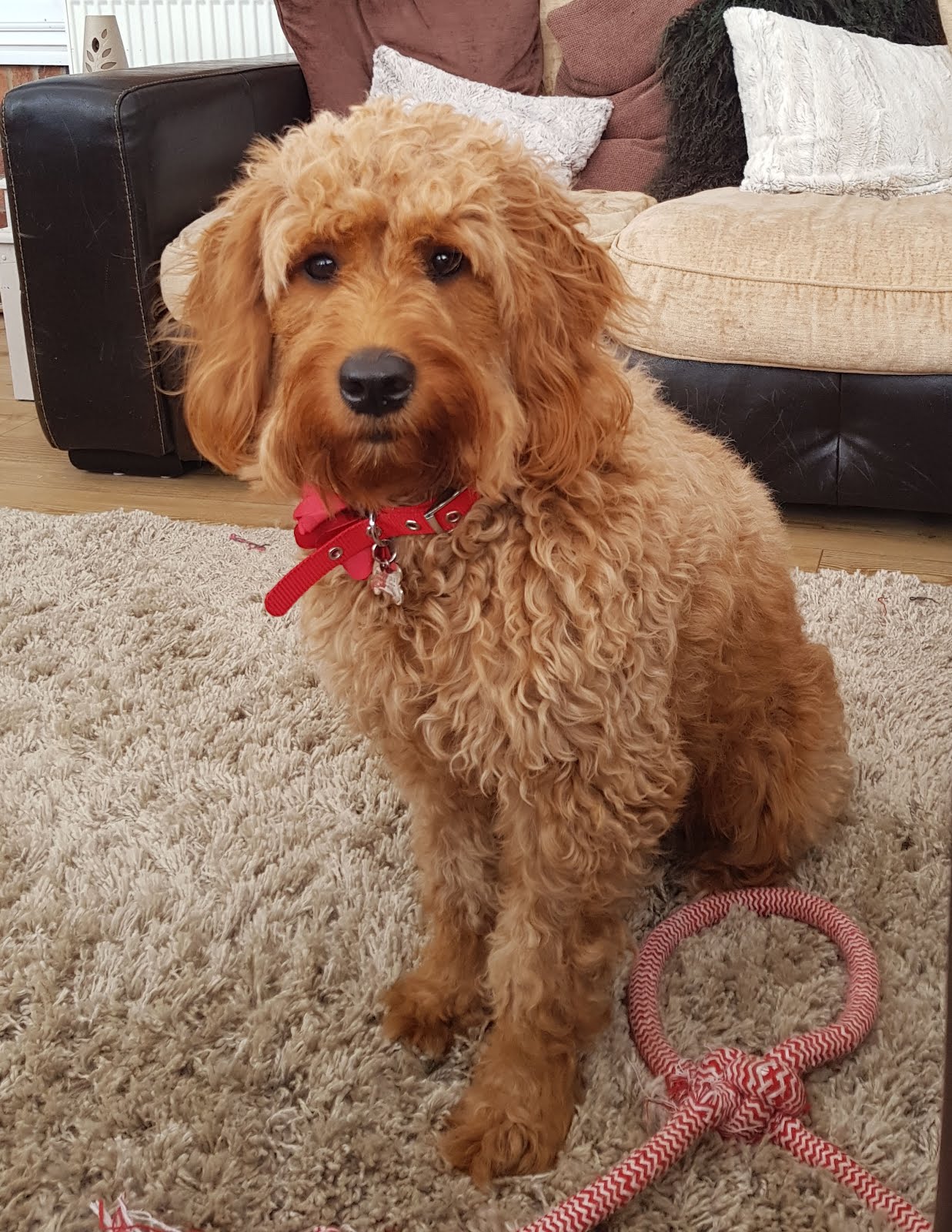 Poppy our Miniature Goldedoodle