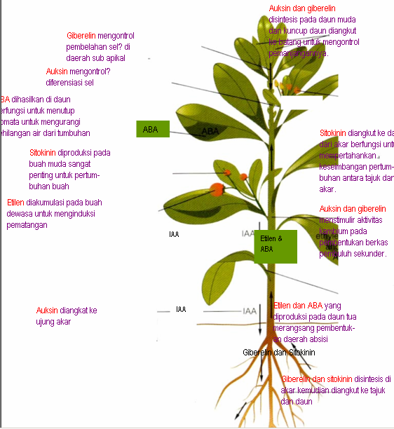 Zat Tumbuh pada Tumbuhan