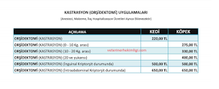 Erkek-Kedi-Kisirlastirma-Fiyati İzmir Kısırlaştırma Fiyatları