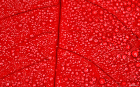 2013-07-Leaves-Red-Wallpaper-Background-Red