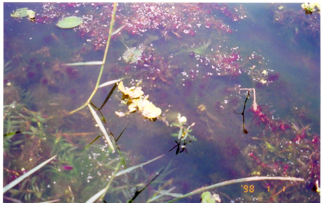 Our food plants ఆహారంగా ఉపయోగ పడే మొక్కలు Pollination an amazing