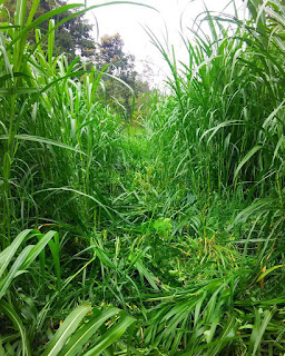 Manfaat Rumput Gajah Untuk Kesehatan Obat 30 Penyakit Ini  rumput gajah adalah salah satu tanaman yang biasanya digunakan sebagai pakan ternak khusu Manfaat Rumput Gajah Untuk Kesehatan Obat 30 Penyakit Ini