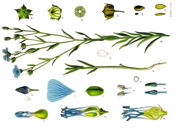 komfrey atau symphytum officinale l. adalah