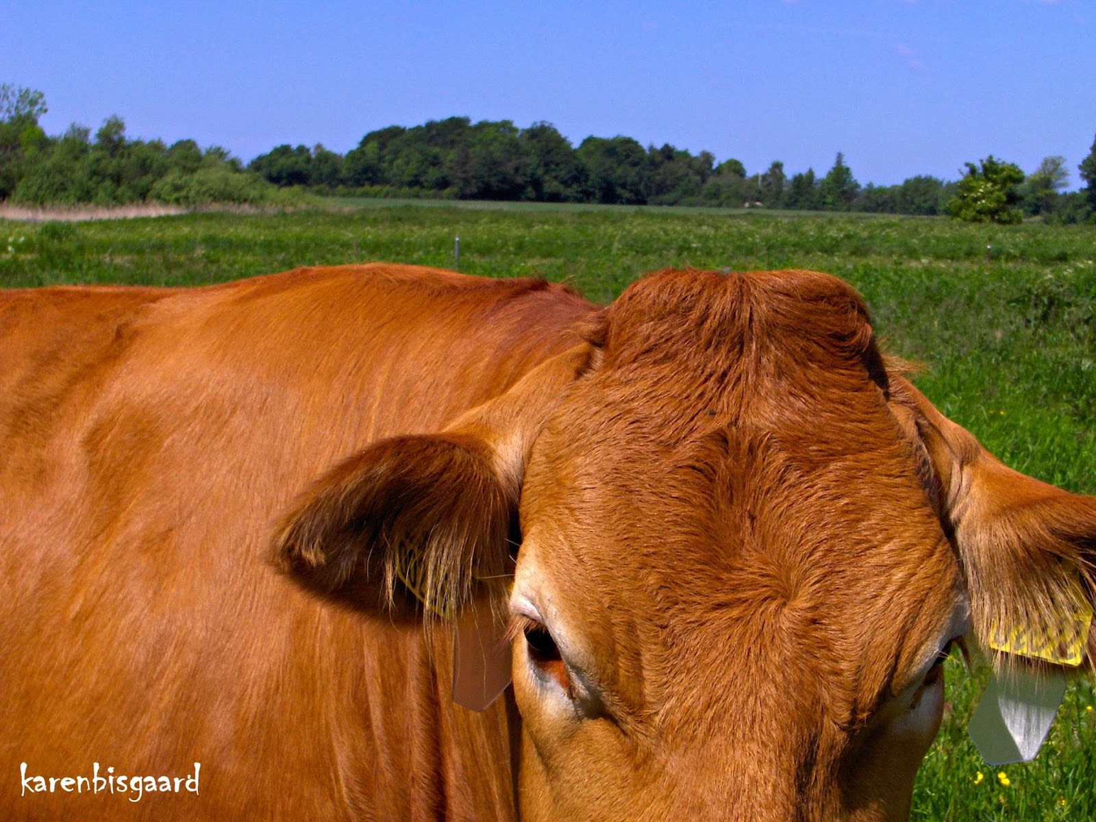 Karen`s Nature Photography Cattle on Grass Closeup.