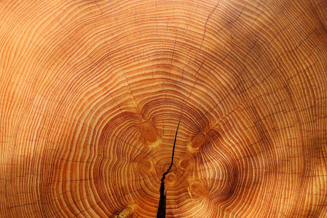 interesting tree ring discoveries