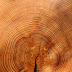 4 Interesting Discoveries made with Tree Rings