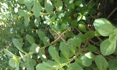 Argiope argentata Argiope argentata