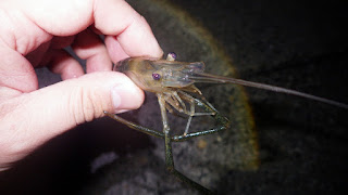 テナガエビ 旧江戸 堀江ドック テナガエビ 旧江戸 堀江ドック