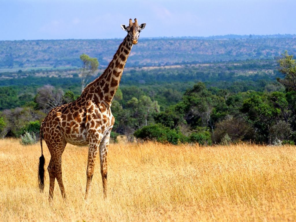 Racikan Kata Jerapah  Giraffa camelopardalis 