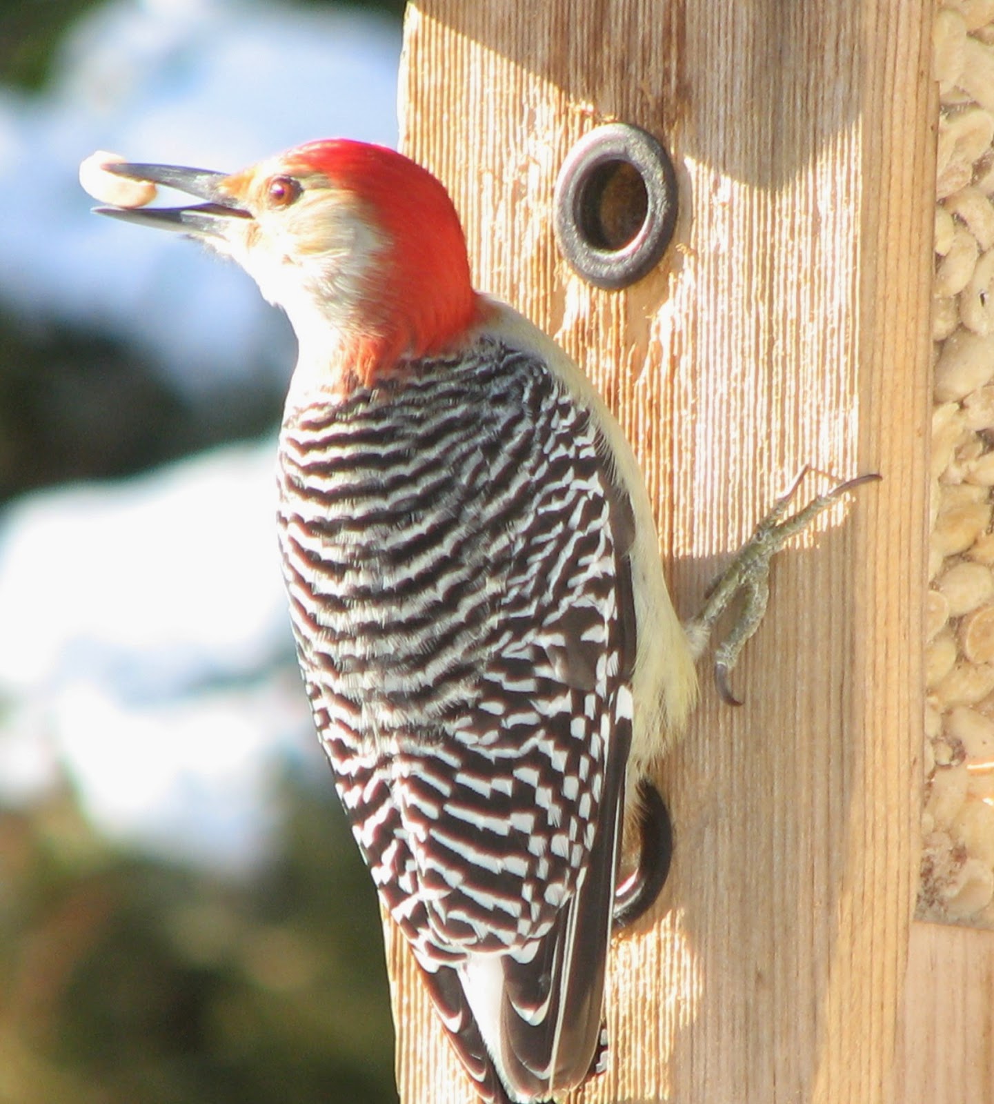 South Burlington birds Redbellied Woodpecker photos Litter with a