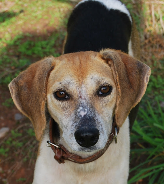 Das wahre Leben So´n büschen bekloppt ist ja ok. 9,7 kg CleoHund in