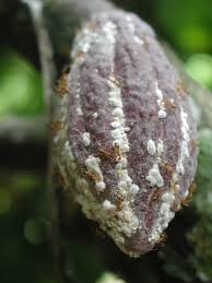 Obat Hama Tanaman Kako Obat Hama Tanaman Kako