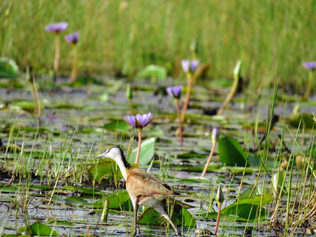 African Jacana in Mabamba Swamp, Uganda African Jacana in Mabamba Swamp, Uganda