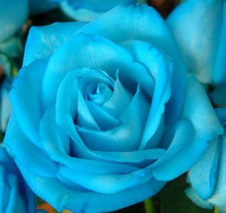 Bunga Mawar Biru Syubidu Bunga Mawar Biru Syubidu