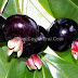 Cherry Brazil (Anh đào Brazil)