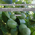 Ιωάννινα:Εκπαίδευση με θέμα την καλλιέργεια της καρυδιάς και της αμυγδαλιάς