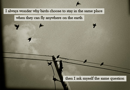 Funny Pictures Gallery Birds Quotes Larry Bird Quotes Bird Quote Custom Quotes About Birds Funny Pictures Gallery Birds Quotes Larry Bird Quotes Bird Quote Custom Quotes About Birds