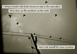 quotes birds bird funny quote caged sayings fly larry thorn wings anywhere tweety away always stay earth