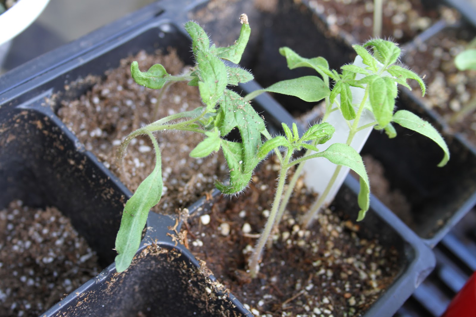 Tasty Travels... food talks, I listen Potting Up Tomato Seedlings
