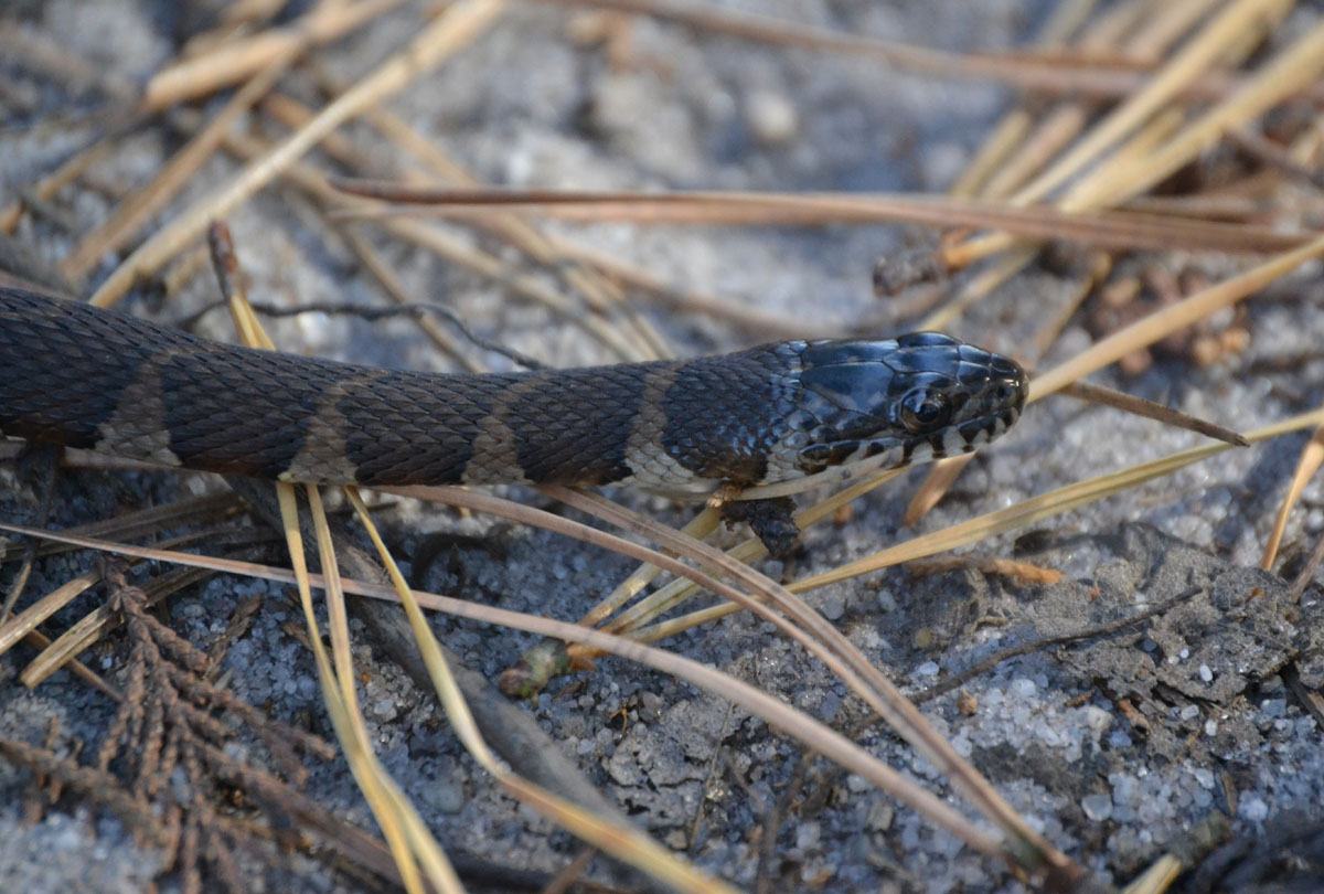 Northern Water Snake Information Facts