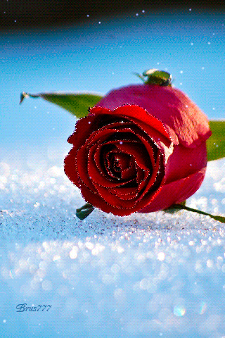 Rose%2BAnimation.gif