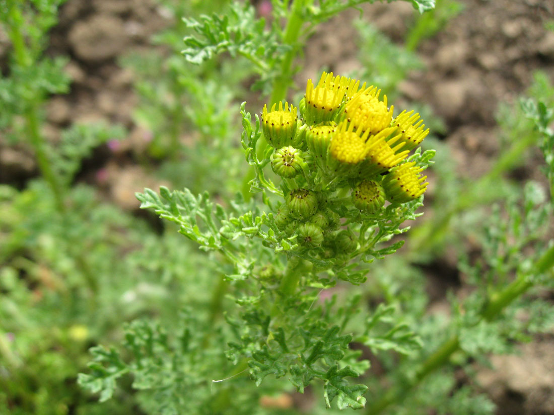 All About Ragwort Horse Care