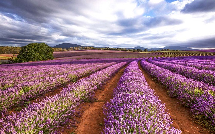  Lavender  Fields Taman Bunga Lavender  Terbesar Naviri 