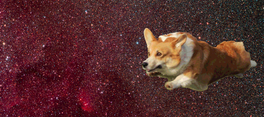 corgi%2Bin%2Bspace.gif