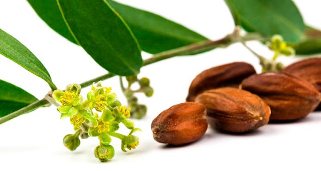 Top 9 Skin Care Oils for Naturally Glowing Skin Top 9 Skin Care Oils for Naturally Glowing Skin