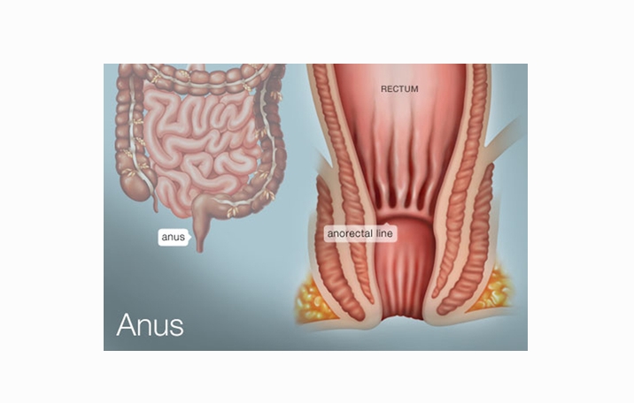 Fungsi anus dalam sistem pencernaan