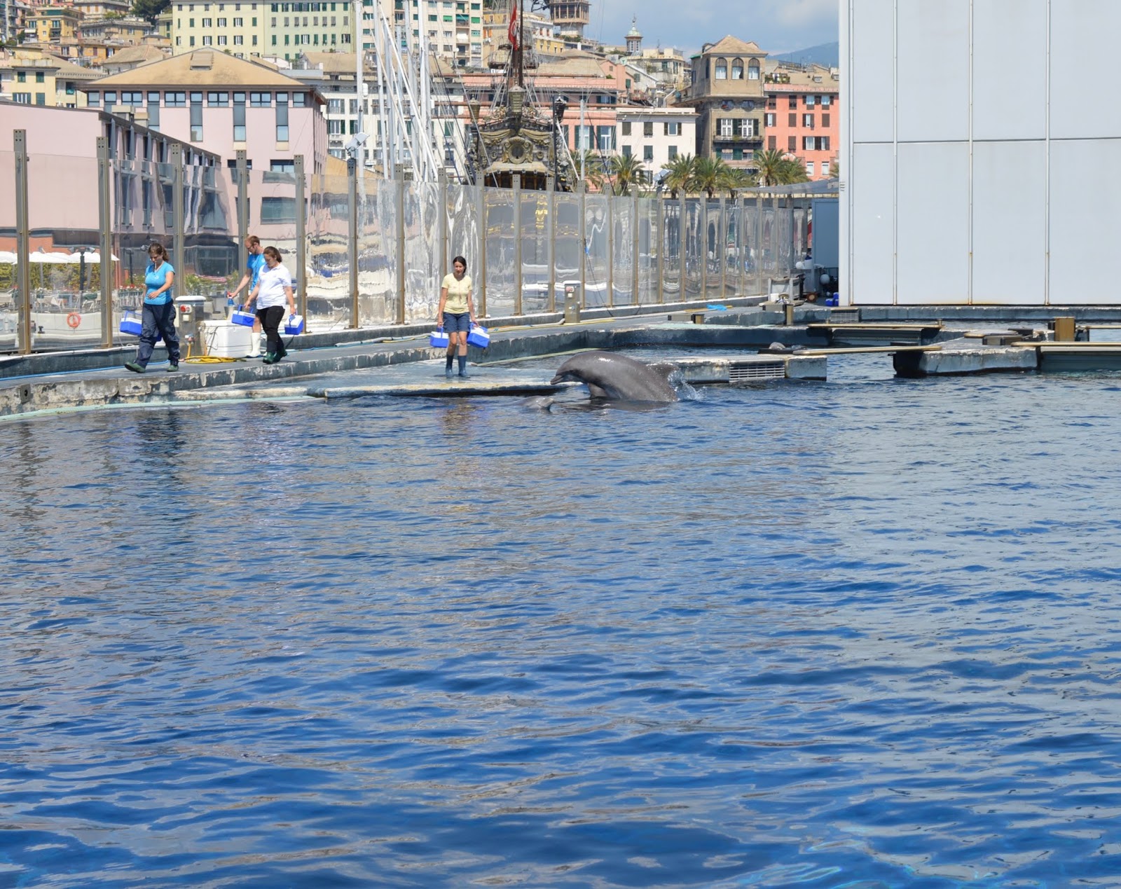 How to spend a weekend in Genoa with kids - Genoa aquarium behind the scenes tour - dolphins