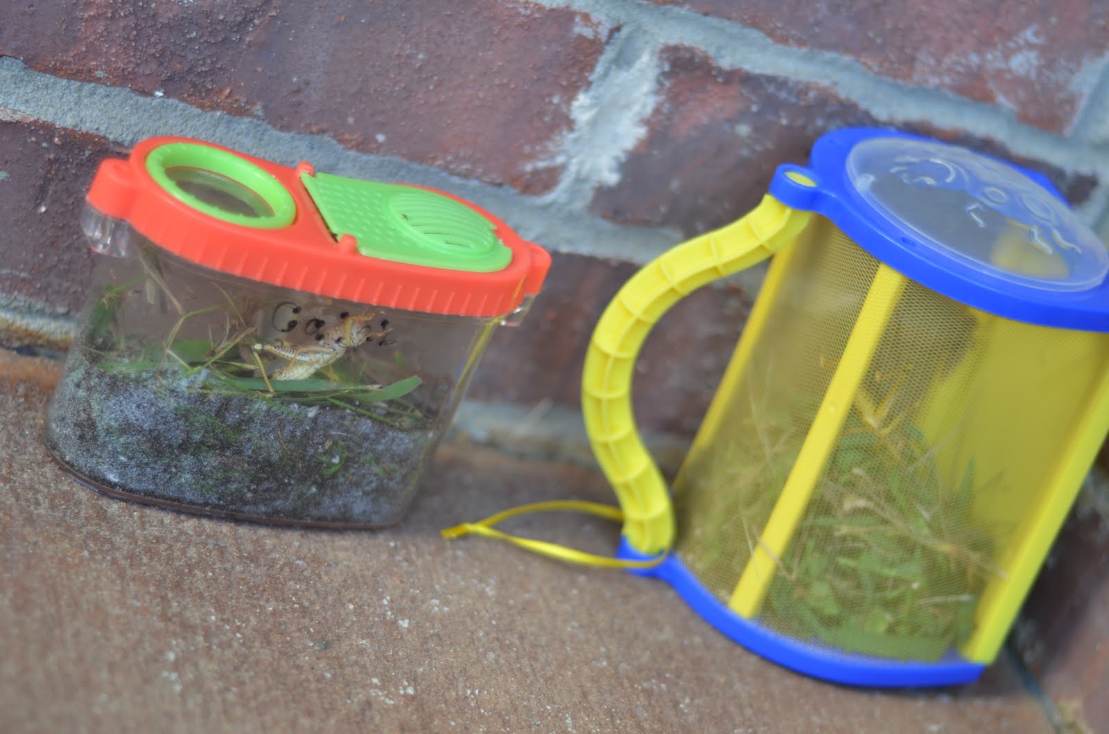 The Cole's Bug Catchers