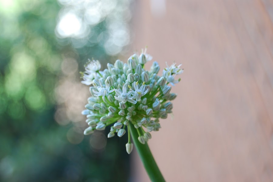 la elegancia de la flor de la cebolla
