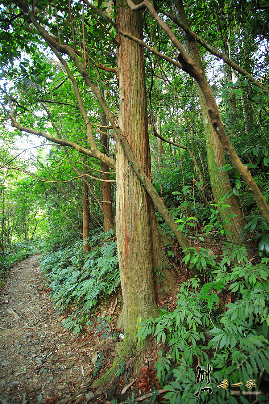 三峽雲森瀑布楓紅