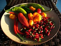 African Hot Peppers by John Winkelman
