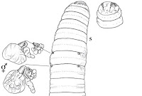 http://sciencythoughts.blogspot.co.uk/2013/06/two-new-species-of-earthworm-from-korea.html