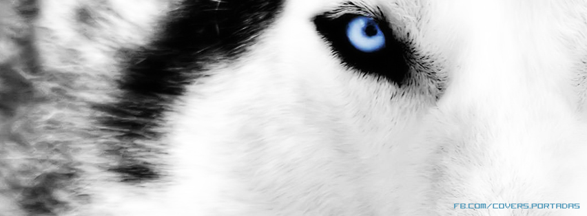 Encabezados FB: lobo-wolf-[portada para facebook]