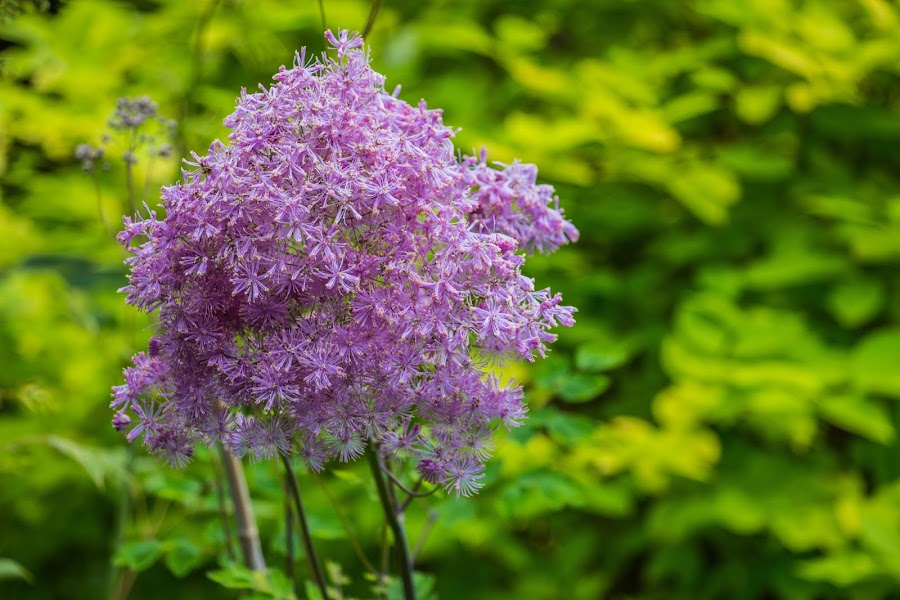 Escocia. Isla de Skye